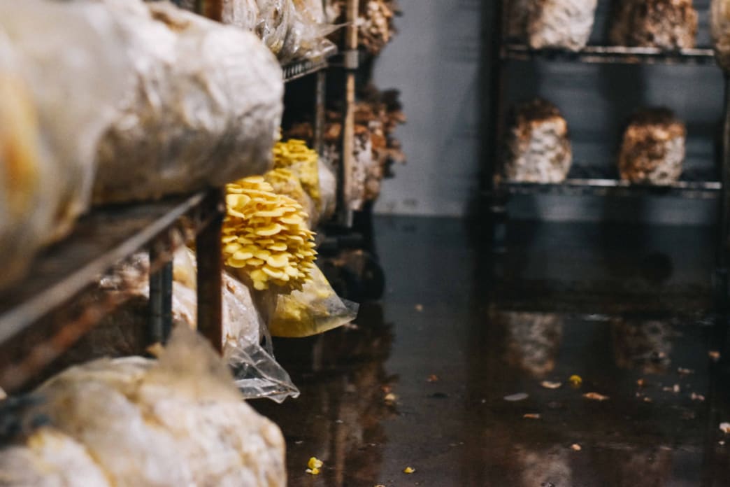 The Ultimate Guide To Small-Scale Mushroom Farming