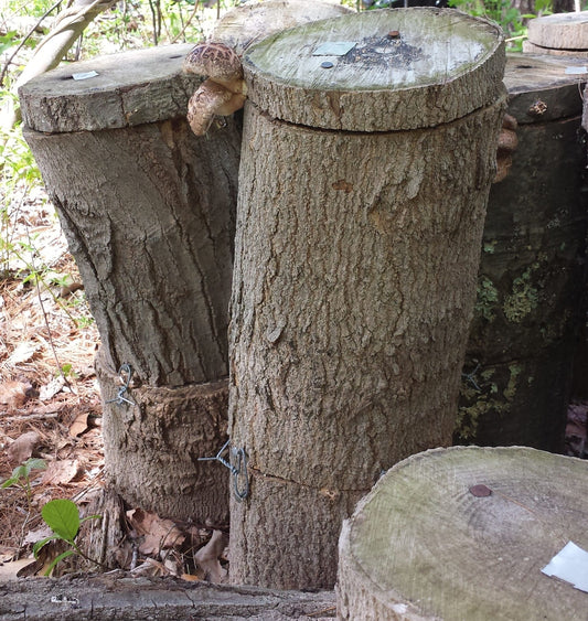 How to Grow Your Own Mushrooms Indoors & Outdoors with Various Methods