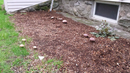 wine cap mushroom bed creation