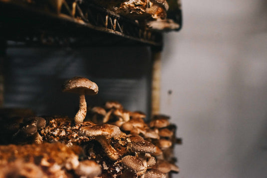 Growing Shiitake Mushrooms in Bags with Supplemented Sawdust