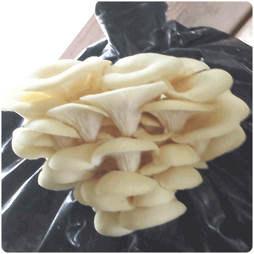 What are Oyster Mushrooms? A Mushroom Gaining Popularity