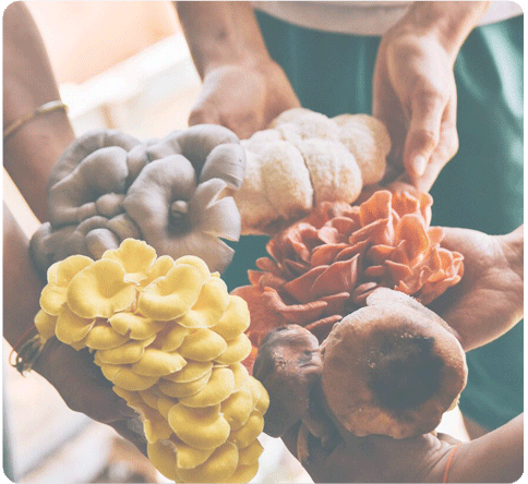 A Home Mushroom Growing Kit Designed for Great Yields & Gourmet Results