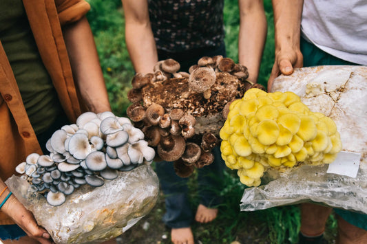 The Best Mushroom Growing Kit for Beginners Starts with Great Spawn