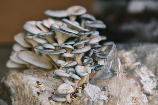 Discover a Mycelium Grow Kit to Produce Fresh Mushrooms at Home