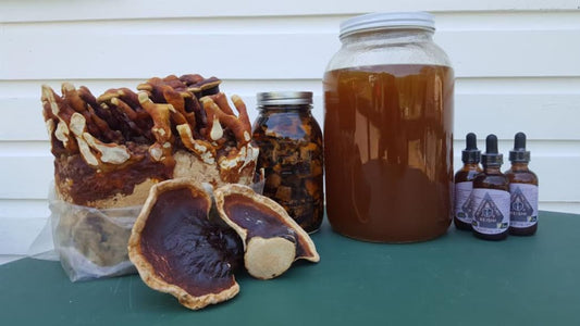 reishi supplement