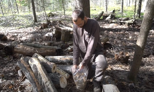 Making a Mushroom Raft with Black Kings, Nameko, or Chestnuts