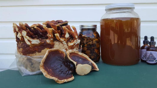 The Best Reishi Mushroom Supplement as Tinctures & Powders