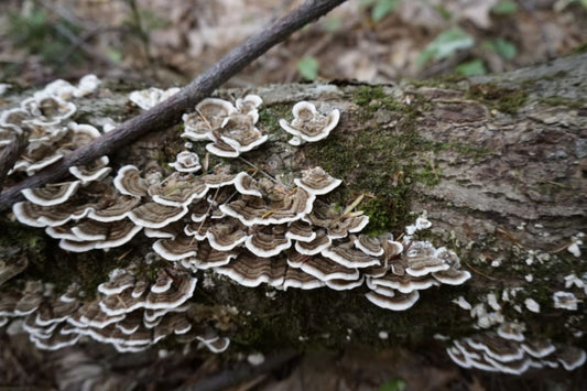 Looking for Where to Buy Medicinal Mushrooms? We Got You Covered