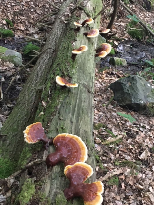 High-Quality Reishi Powder Comes From Reishi Fruiting Bodies