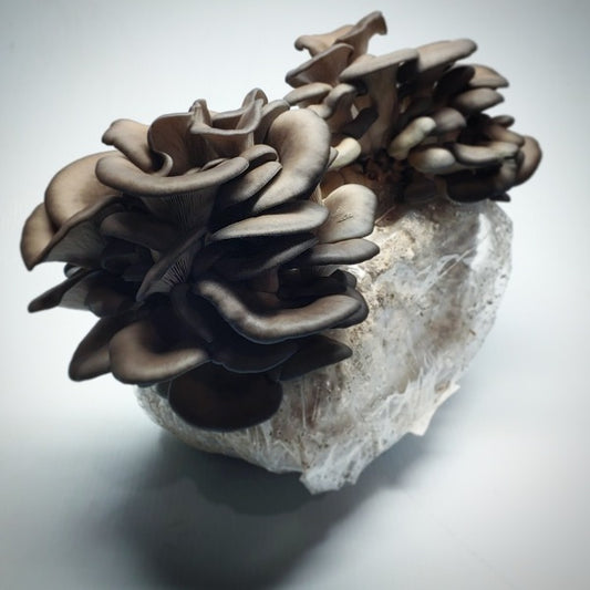 Kit Champignon Mushroom Growing, Mushroom Spawn MycéLium A Faire Pousser  Box Pour Maison, Balcon, Cave Et Jardin, Sans Pesticides Ni - Cdiscount  Jardin